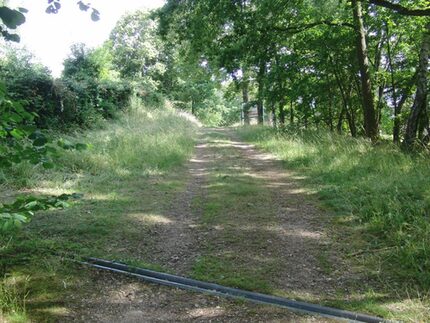 Westlicher Parkbereich – Bestandsweg Blickrichtung Norden