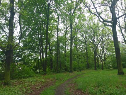 Hauptweg im südöstlichen Parkbereich