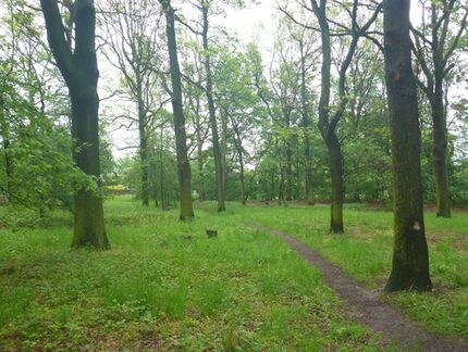 Als Trampelpfad erkennbarer Seitenweg innerhalb des Eichenhaines mit den verbliebenen Resten früherer Ausstattungen