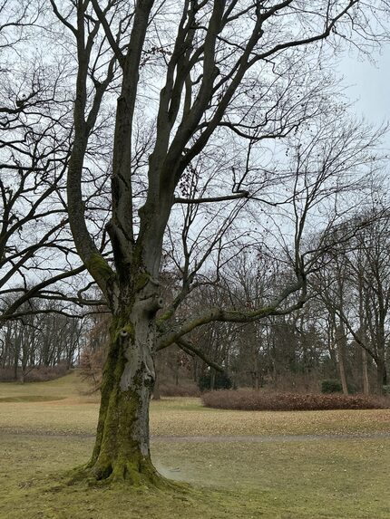 Buche im Schlosspark