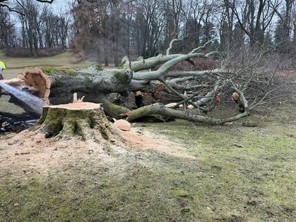 gefällte Buche im Schlosspark