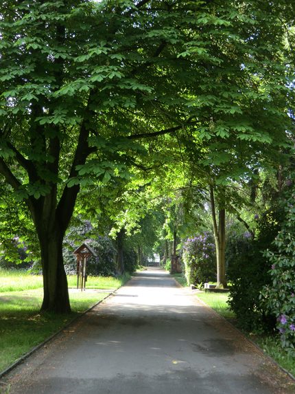 hauptfriedhof_CIMG0017.JPG