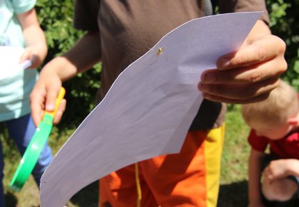 Insekten auf der Spur.jpg