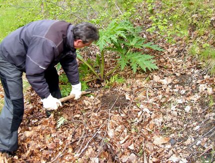 Riesenbärenklau frühes Wachstumsstadium