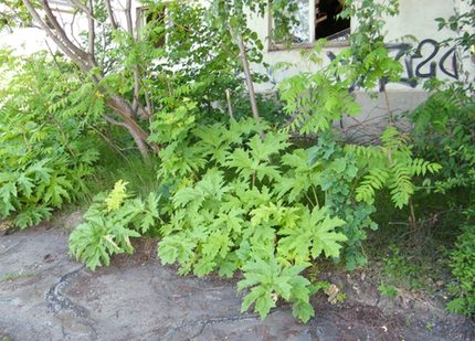 Riesenbärenklau an der Bürgerschachtstraße