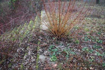 Wildwuchs Areal Schwanenschloss