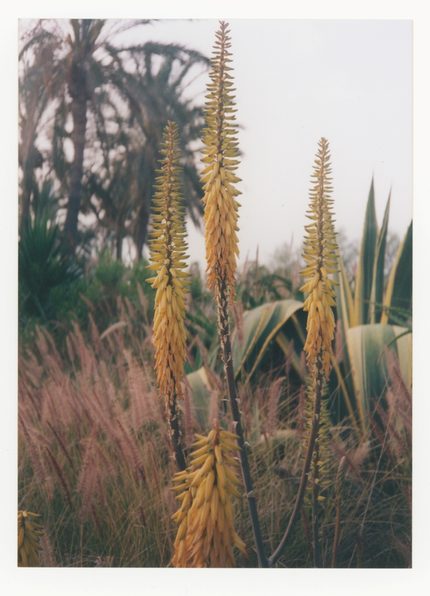 031016_c of a plant ohne rg kork Inga Kerber.jpg