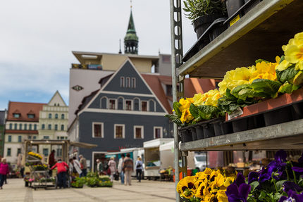 090816_Frischemarkt 2016_KultourZ.jpg