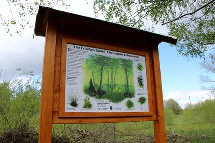 Tafel zum Erlenbruchwald