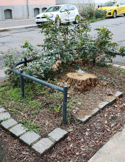 auch Baumstandorte werden erneuert