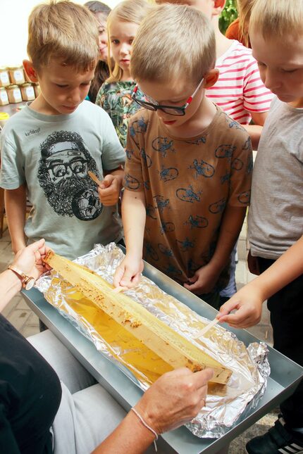 Honigverkostung direkt aus der Wabe