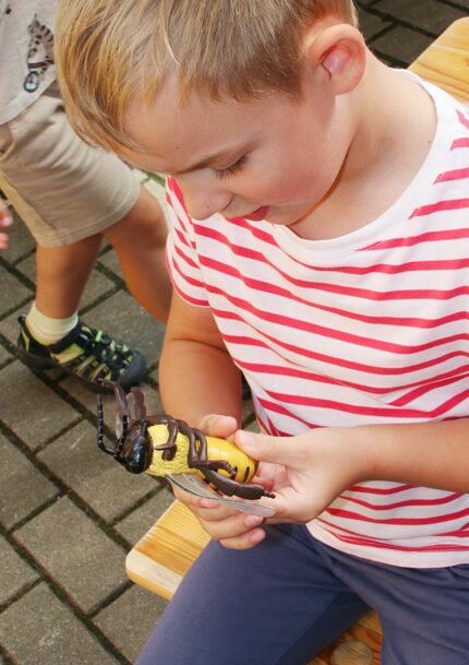beim Anschauen eines Bienenmodells
