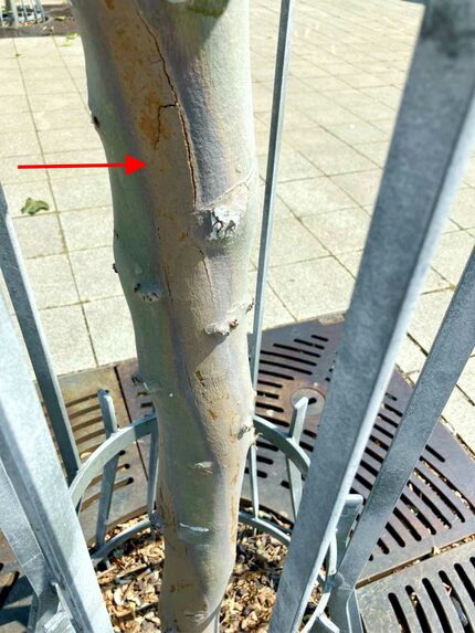 der Baumstamm war bereits vom Pilz durchzogen