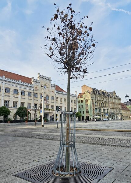 der abgestorbene Jungbaum wurde gestern entfernt