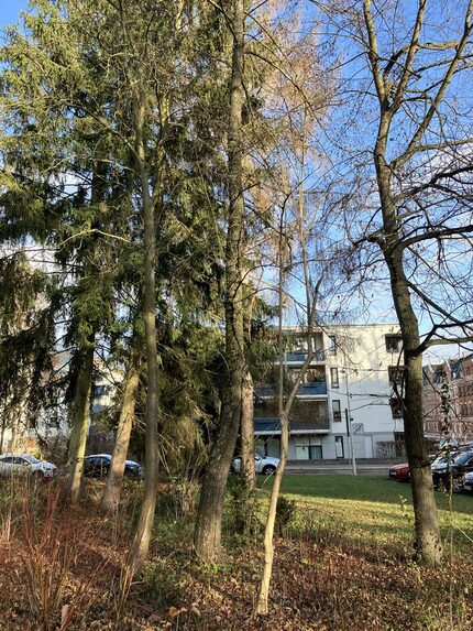 Auch in der denkmalgeschützten Parkanlage Pauluskirchplatz erfolgen bauvorbereitende Gehölzschnittarbeiten.