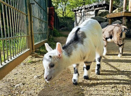Nachwuchs im Ziegengehege Schwanenteichpark