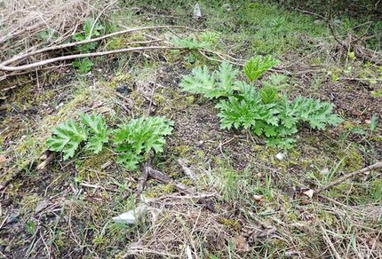 aktuelle Jungpflanzen